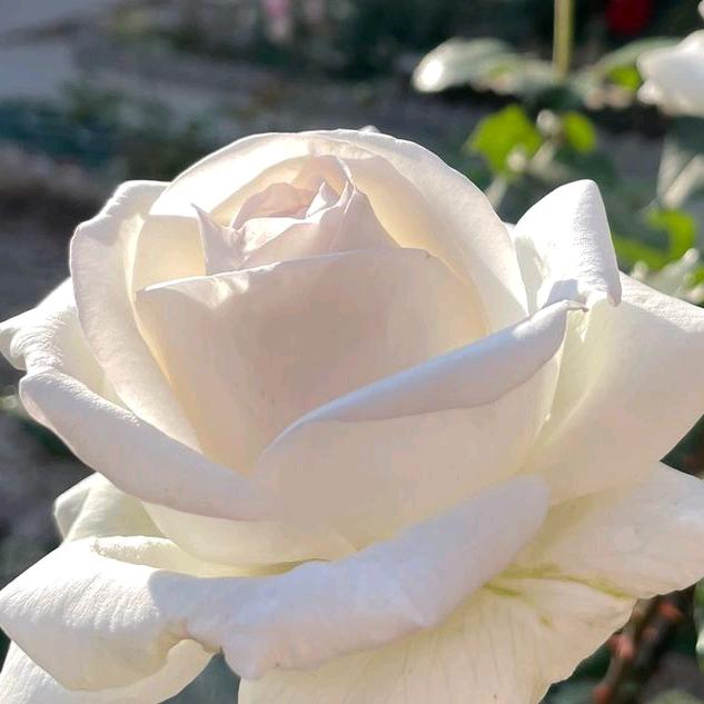 用户6289319907665君子兰