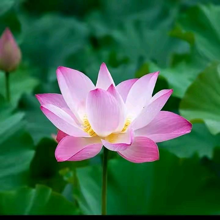 愿做佛前一朵莲