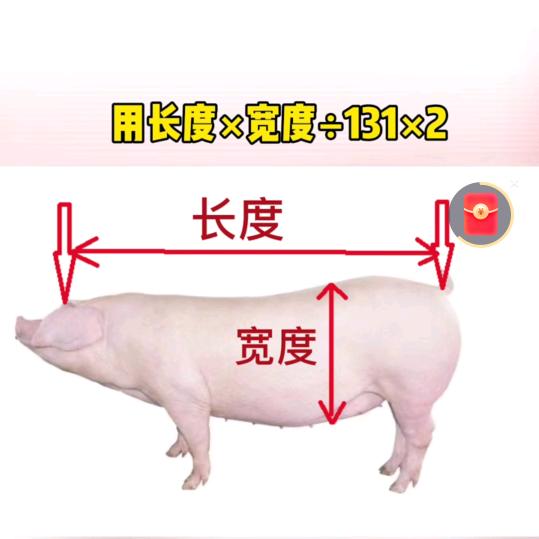 小苹果，每天下午1点半开播天游戏
