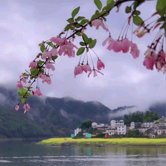春满花开