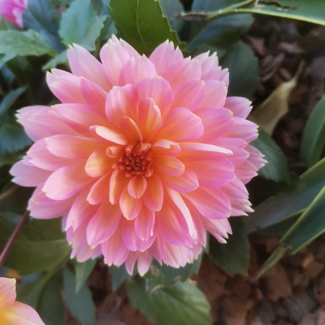 快乐每一天🍎🍎🍎🍎🍎