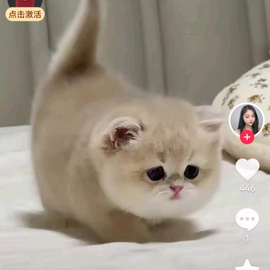 奶猫城