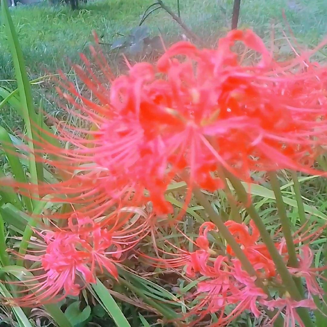 祥翊天禄