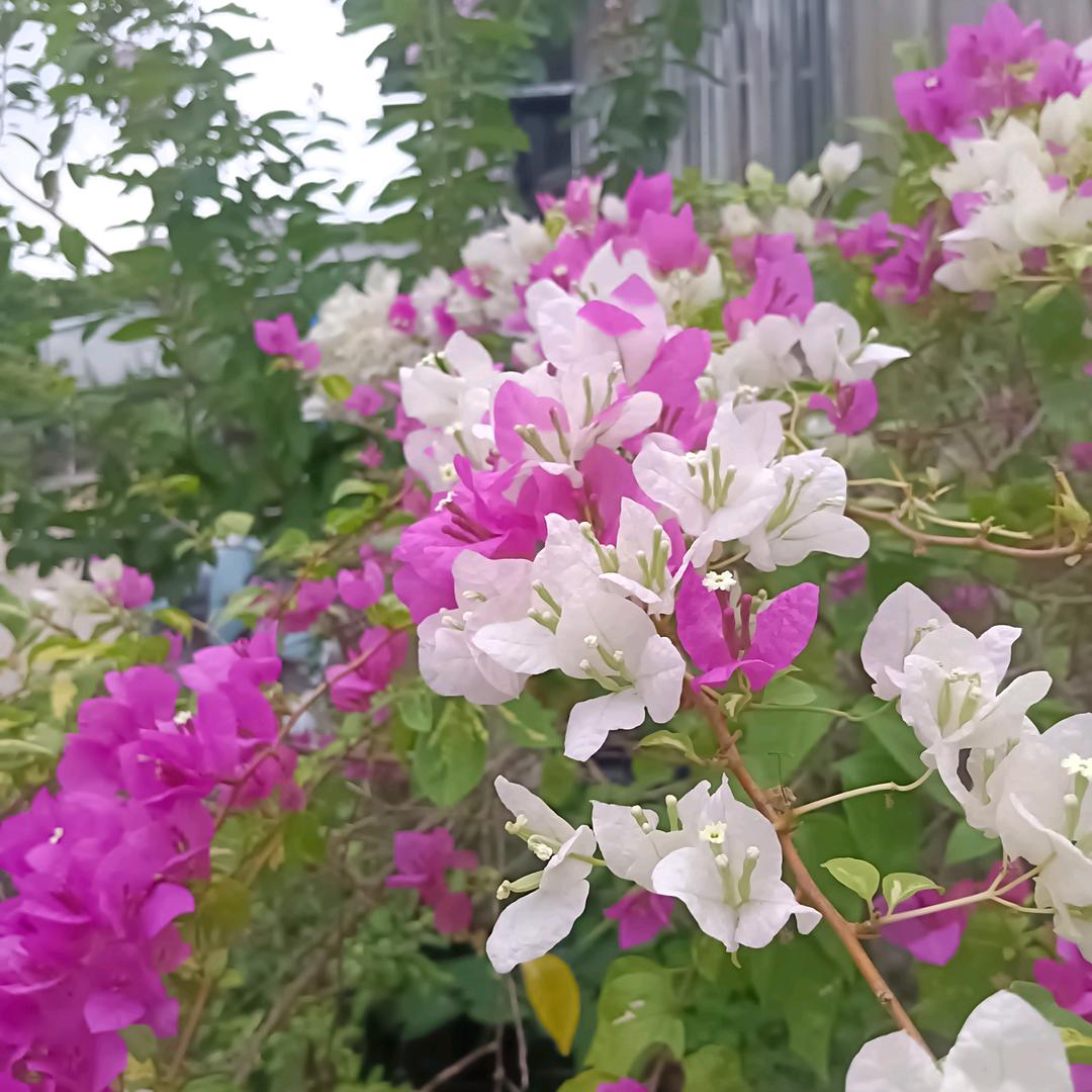 陈荣和