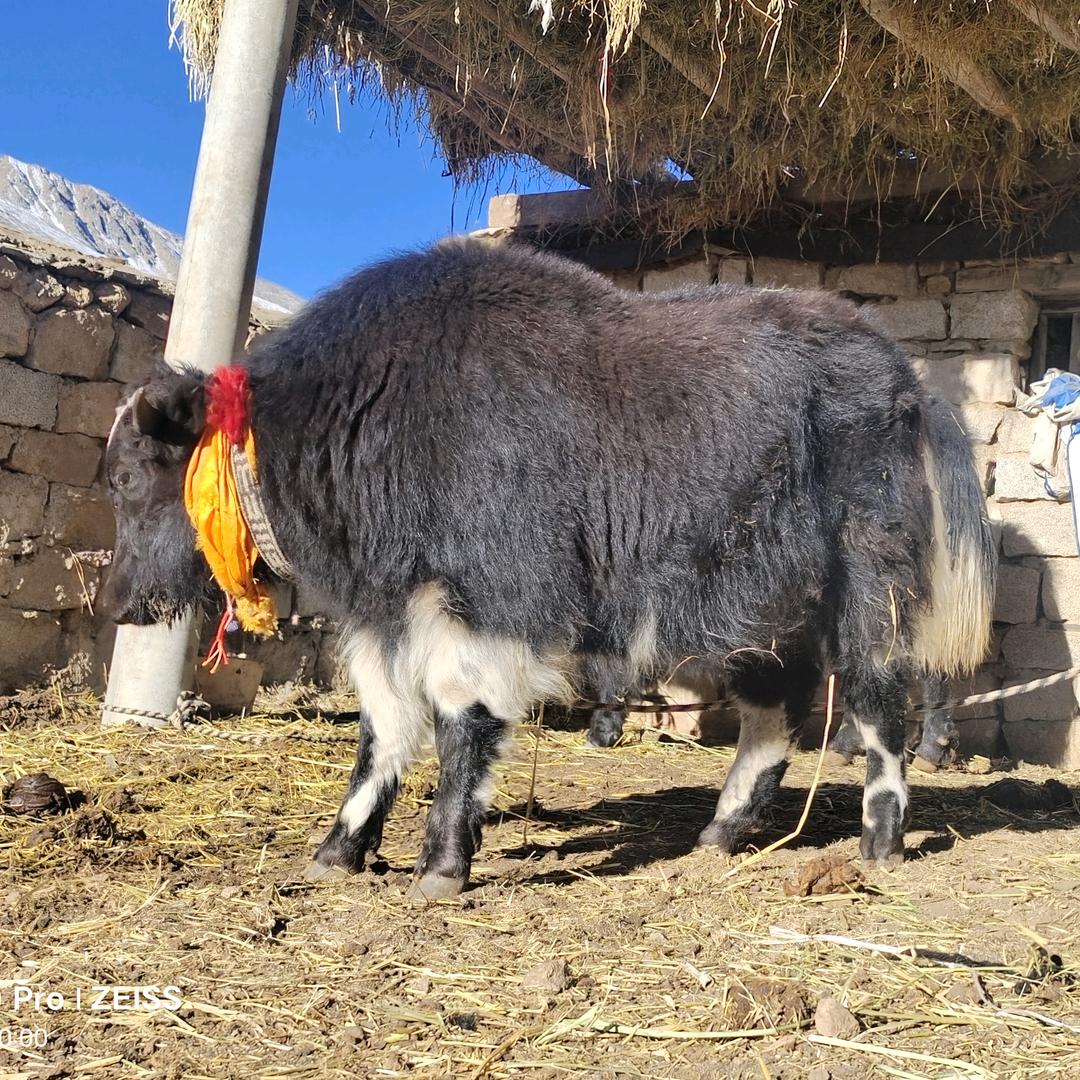 藏族男孩🤟🤙