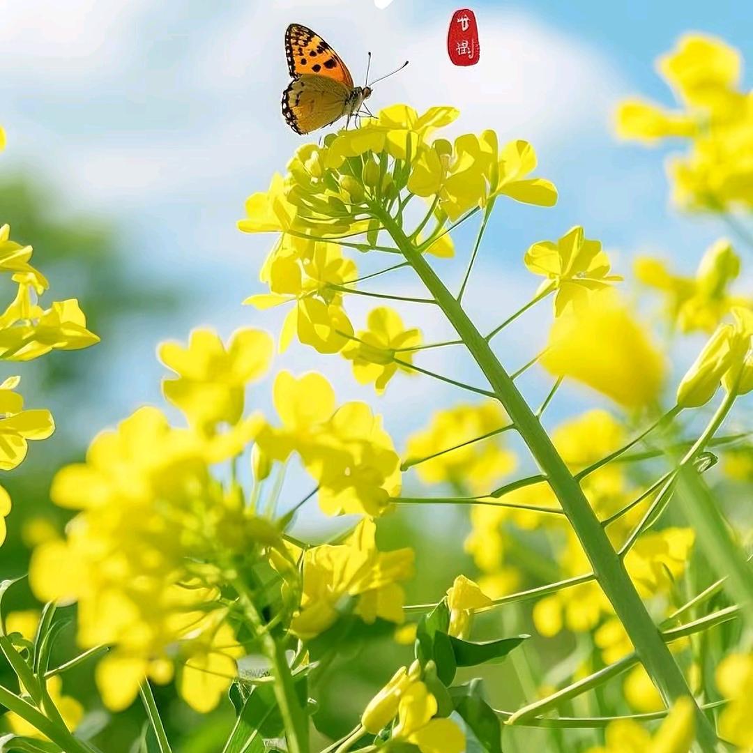 是泡泡~吖 ✧⁺.ʕ̯•͡˔•̯᷅ʔ🫧