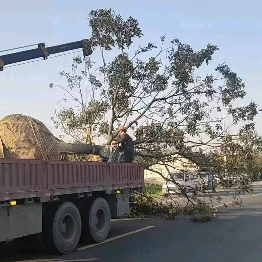 桐乡市胖子苗木专业运输