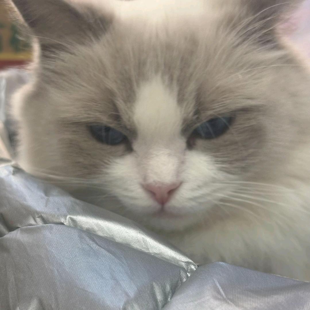 重生之回到小学骑老太上高速狂飙一百八十迈