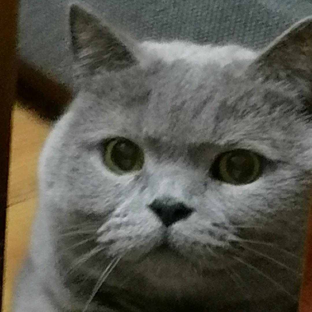 巧克力想吃猫条