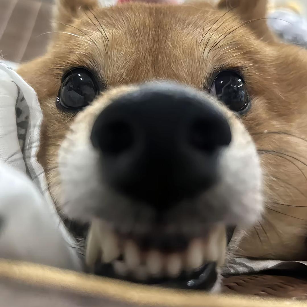 炸炸鱼的贝儿