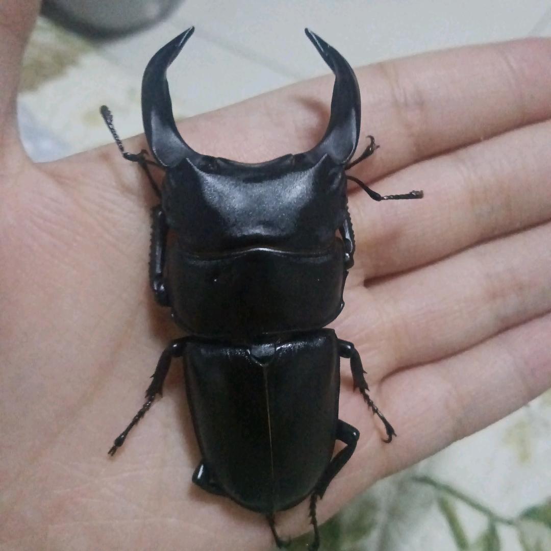 胡某甲虫