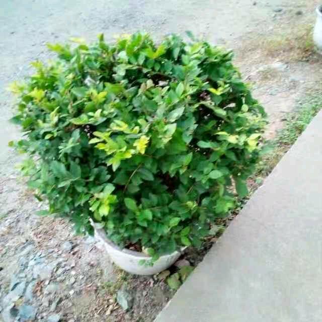 我叫明天
