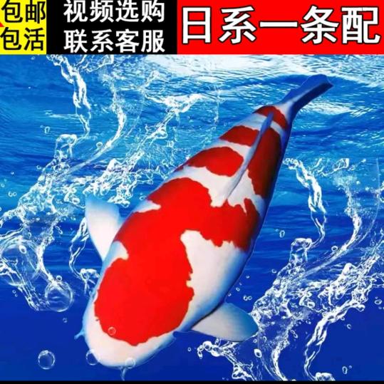 失败与成功、顺其自然。