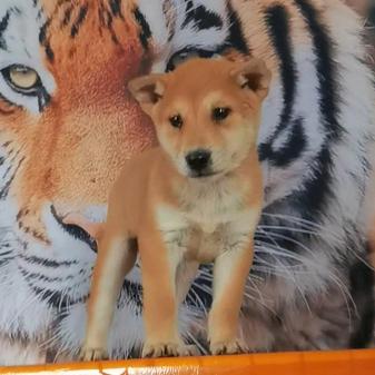 黄狗白面     买🐶私聊