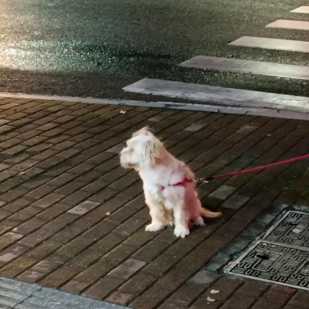 小黄鸭