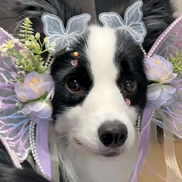 勇敢太监黄公公