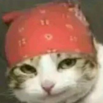 毛子