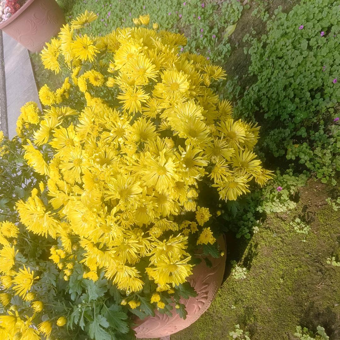 小謎ঞᩚ糊꧔ꦿ᭄