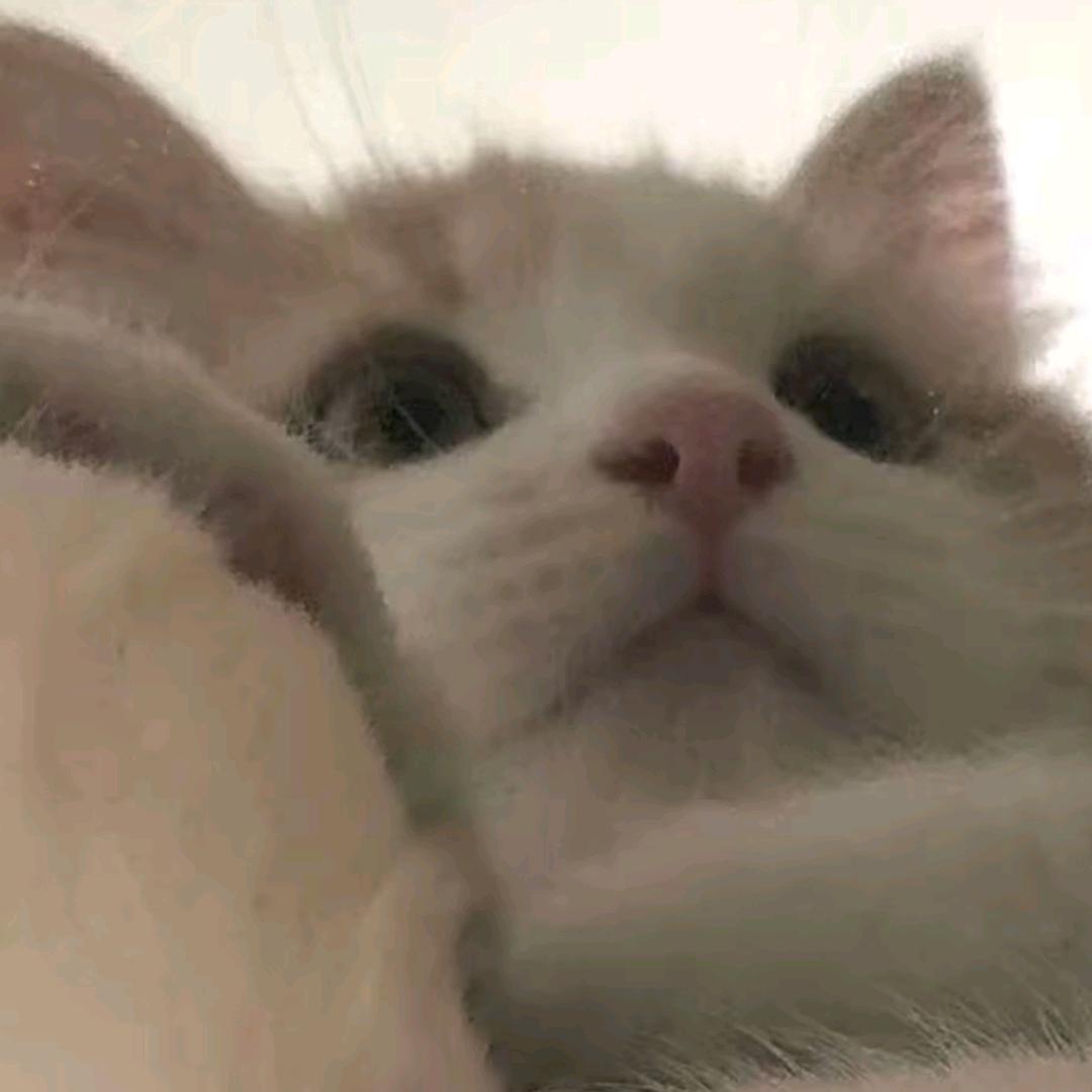 雪碧੭ ᐕ)੭*⁾⁾