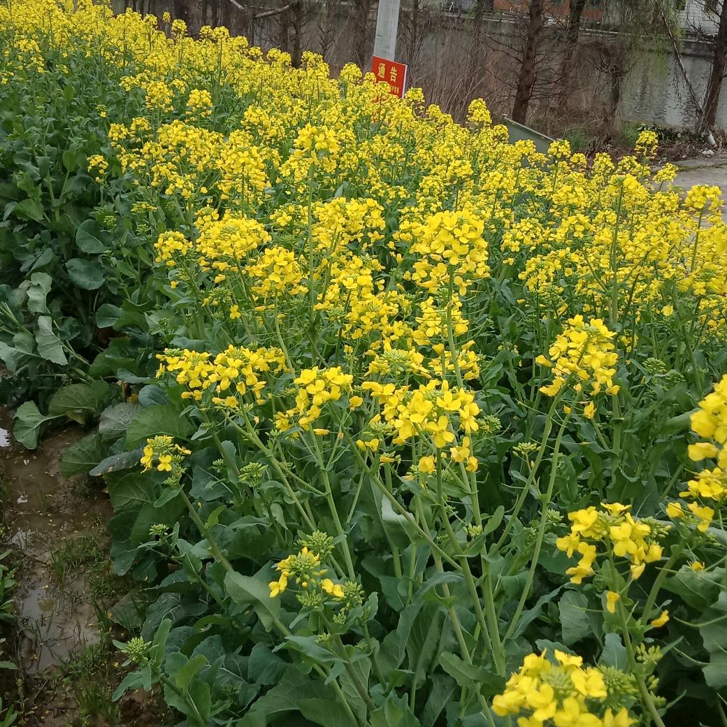 曹