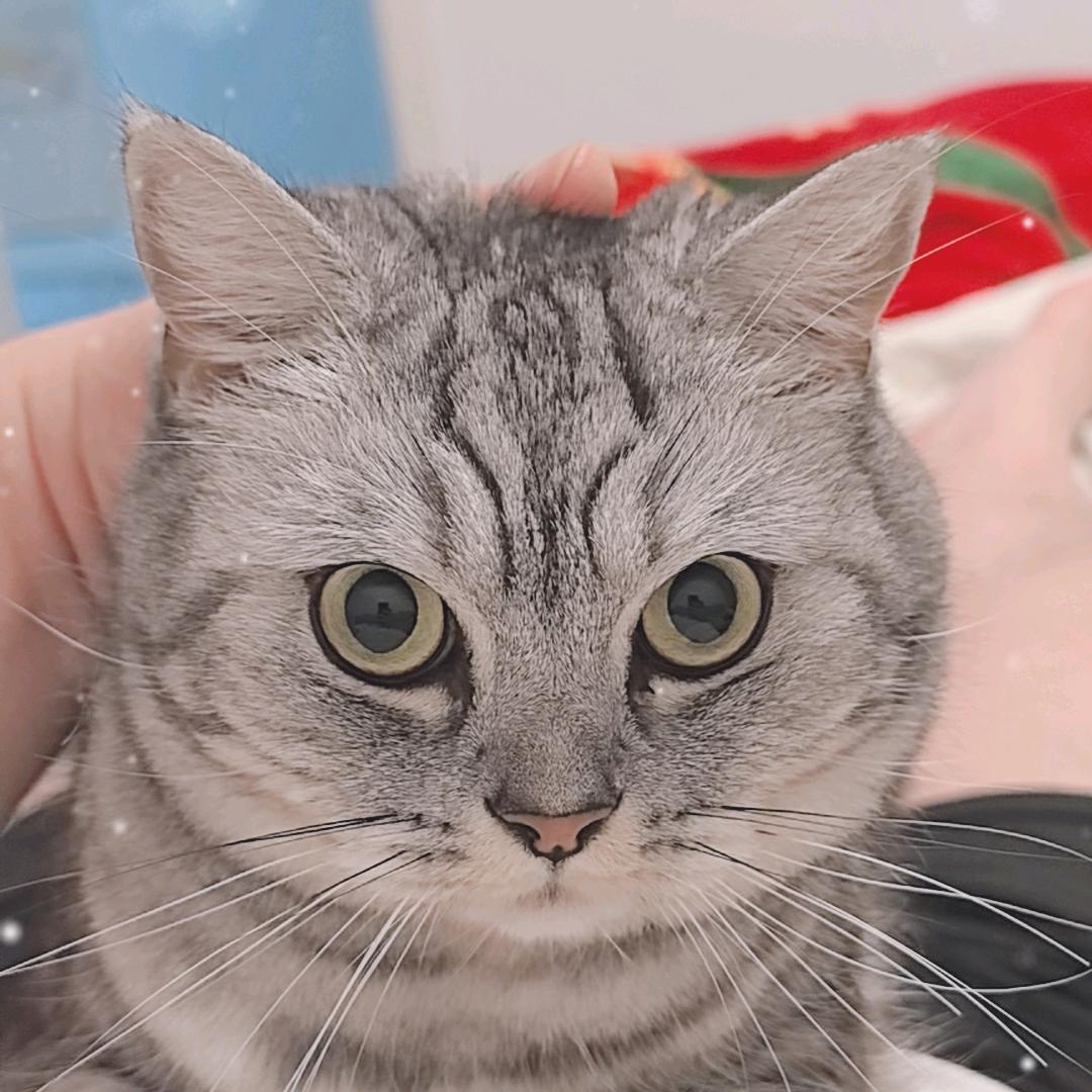 缘木求鱼