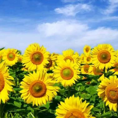 万事(^_^) 胜意（主打健康）