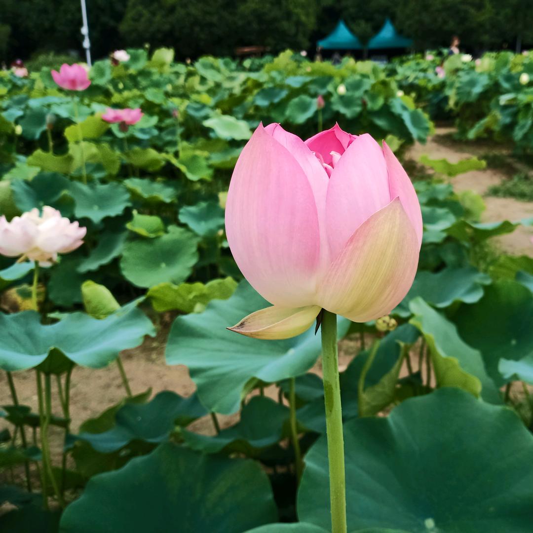 🌴随心💕所欲🌴