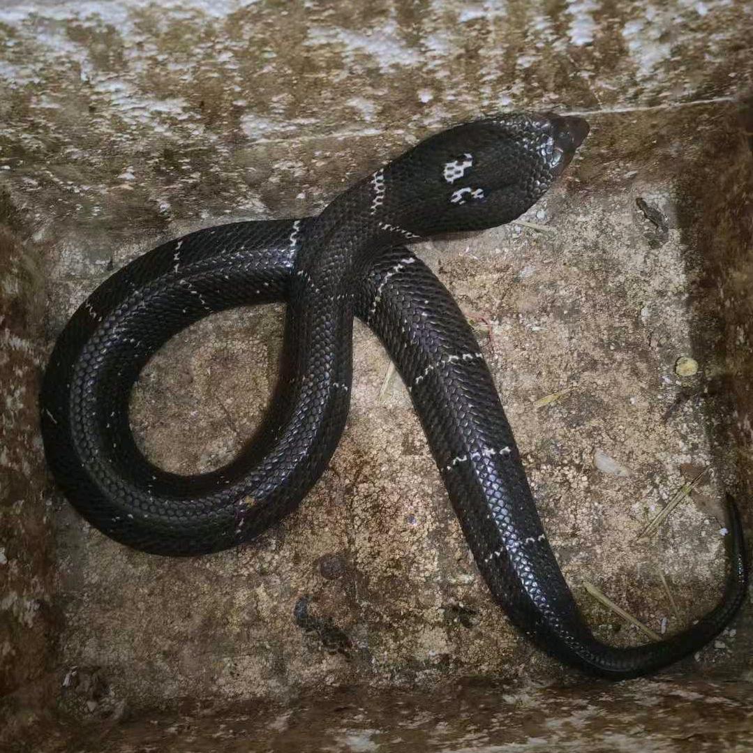 啊欧🐍《蛇业》