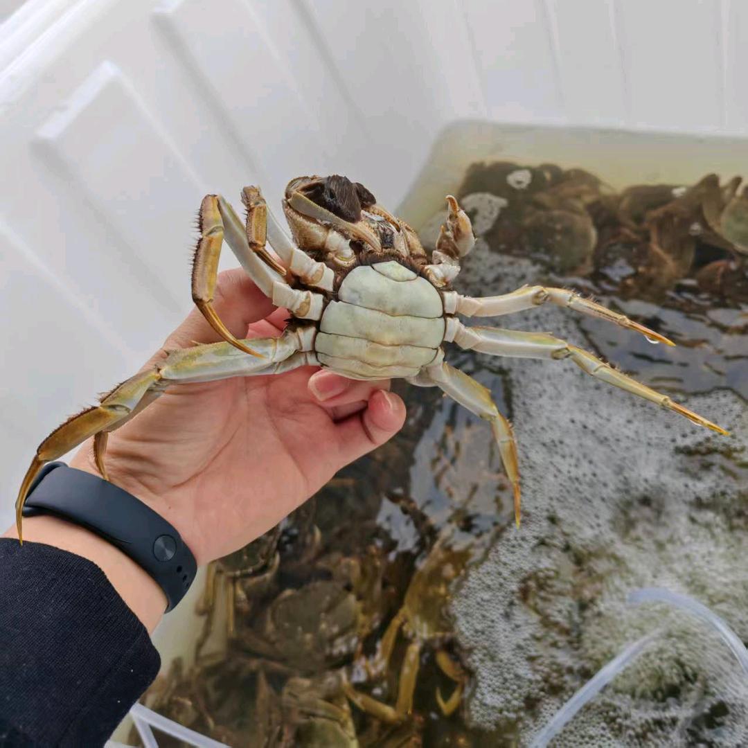 江陵螃蟹批发，送货上门