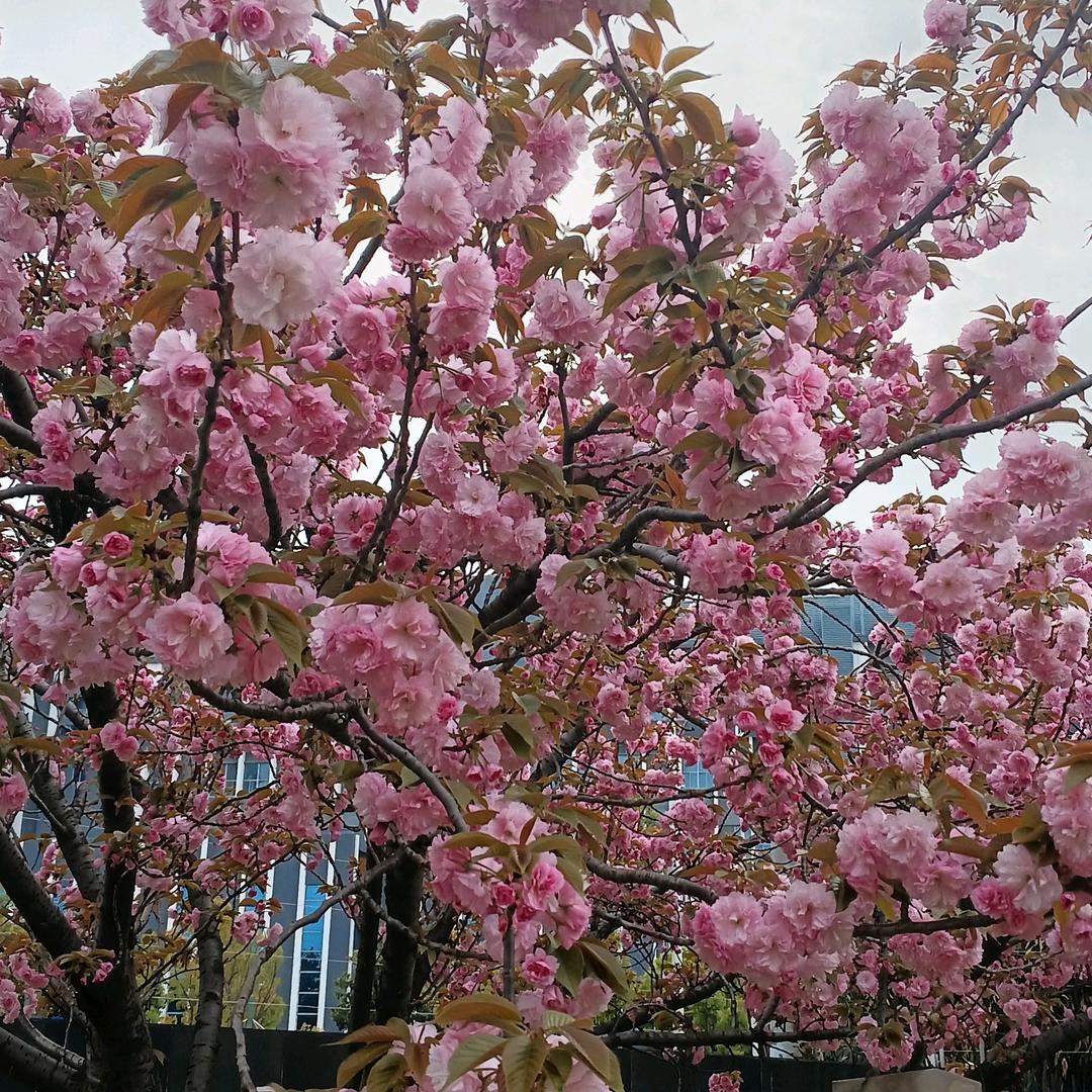小樱桃🍒🍒🍒