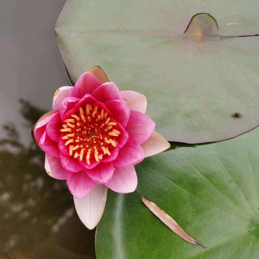 明涵