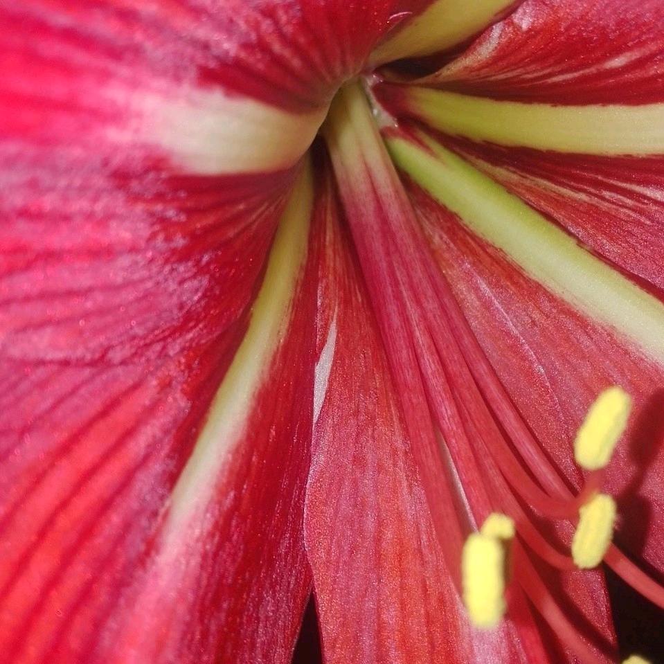 爱上花开