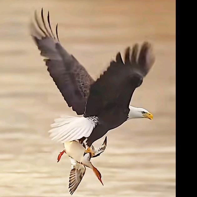 🦅隼鹰🐯天鹰🦅