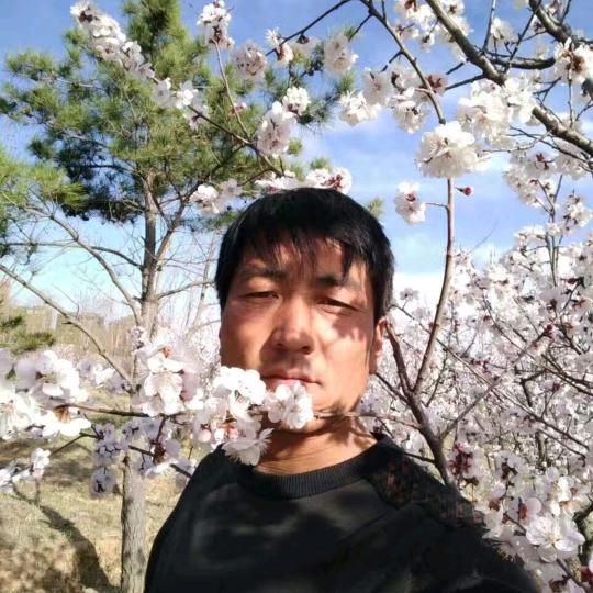 梦中的雪花