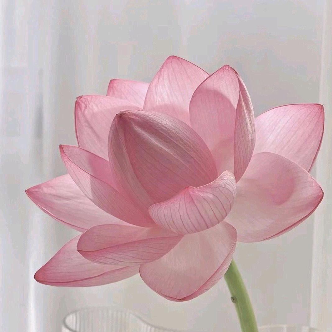 小鹿奶奶