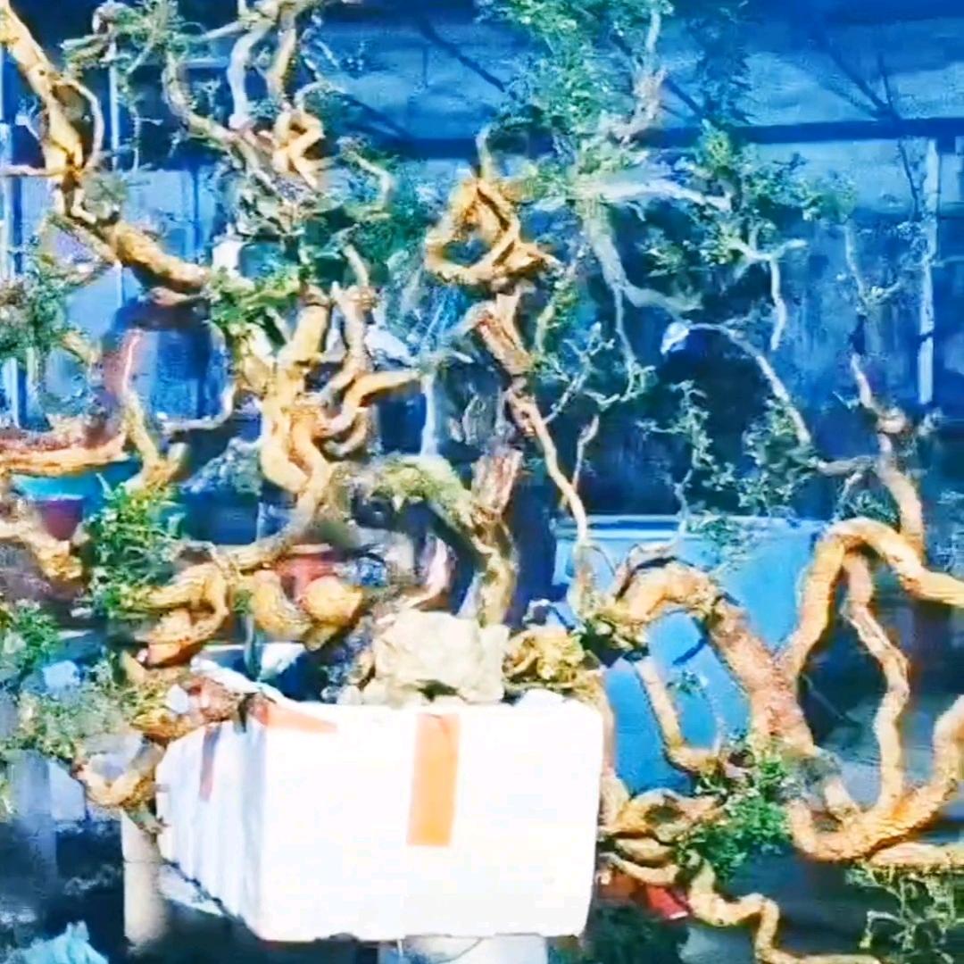 鳌政园林盆艺俱乐部