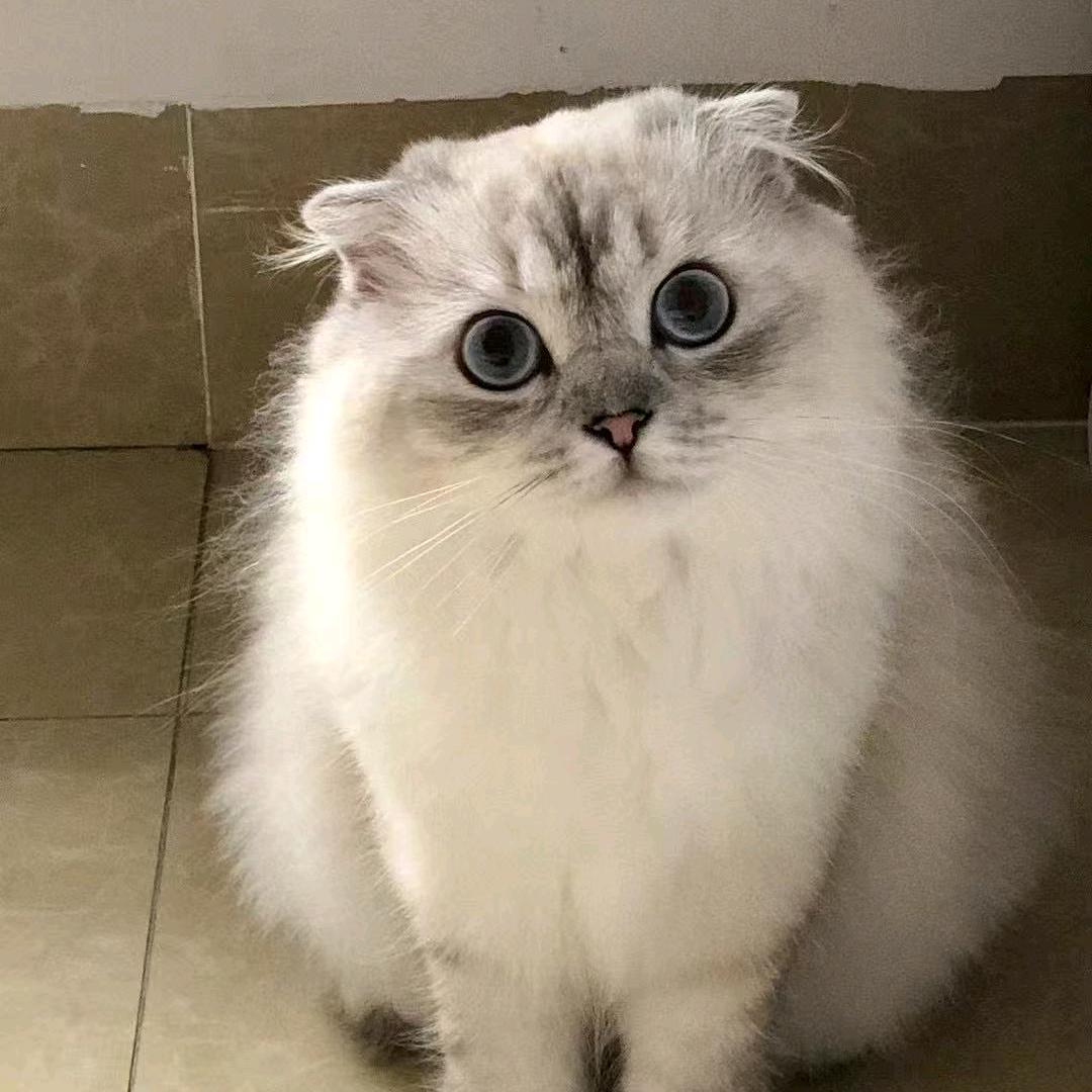 阿姆（三角洲行动）