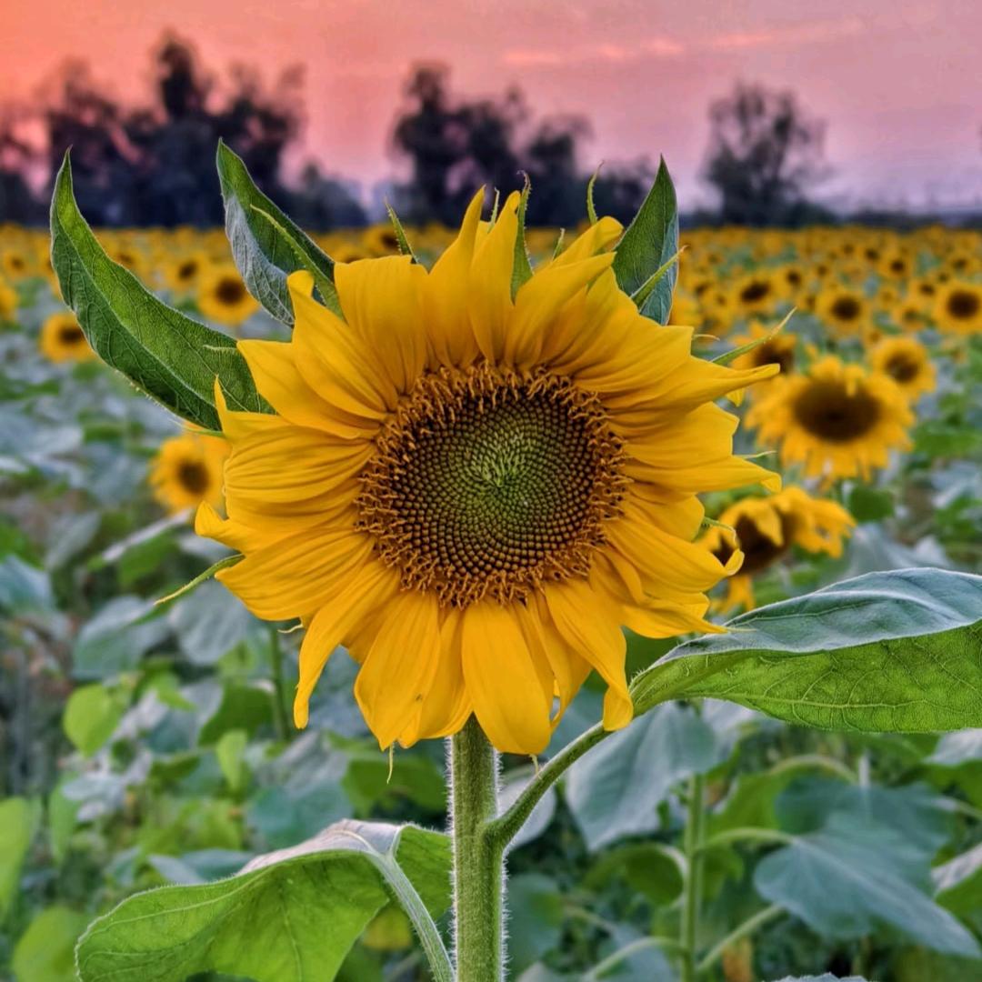 腾飞的铁血雄鹰