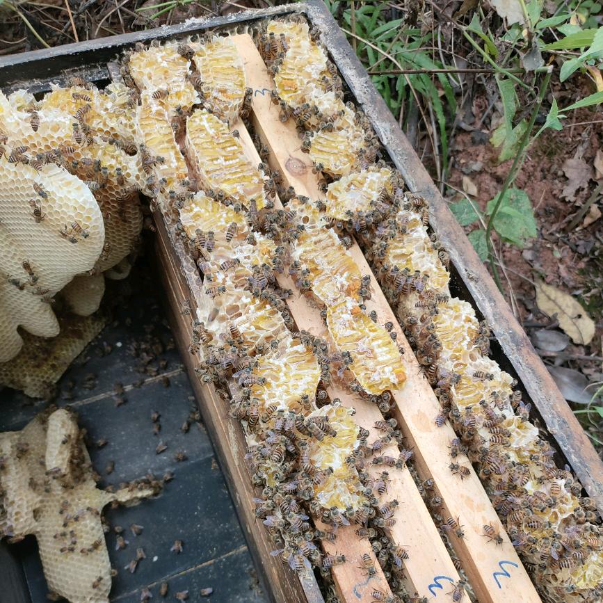 林子户外～采蜂记～