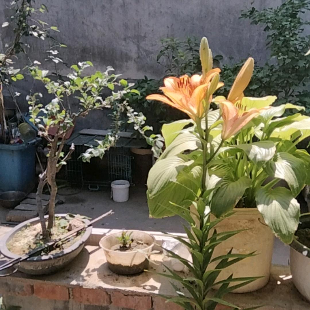 大禹王朝的楚秋炎头像