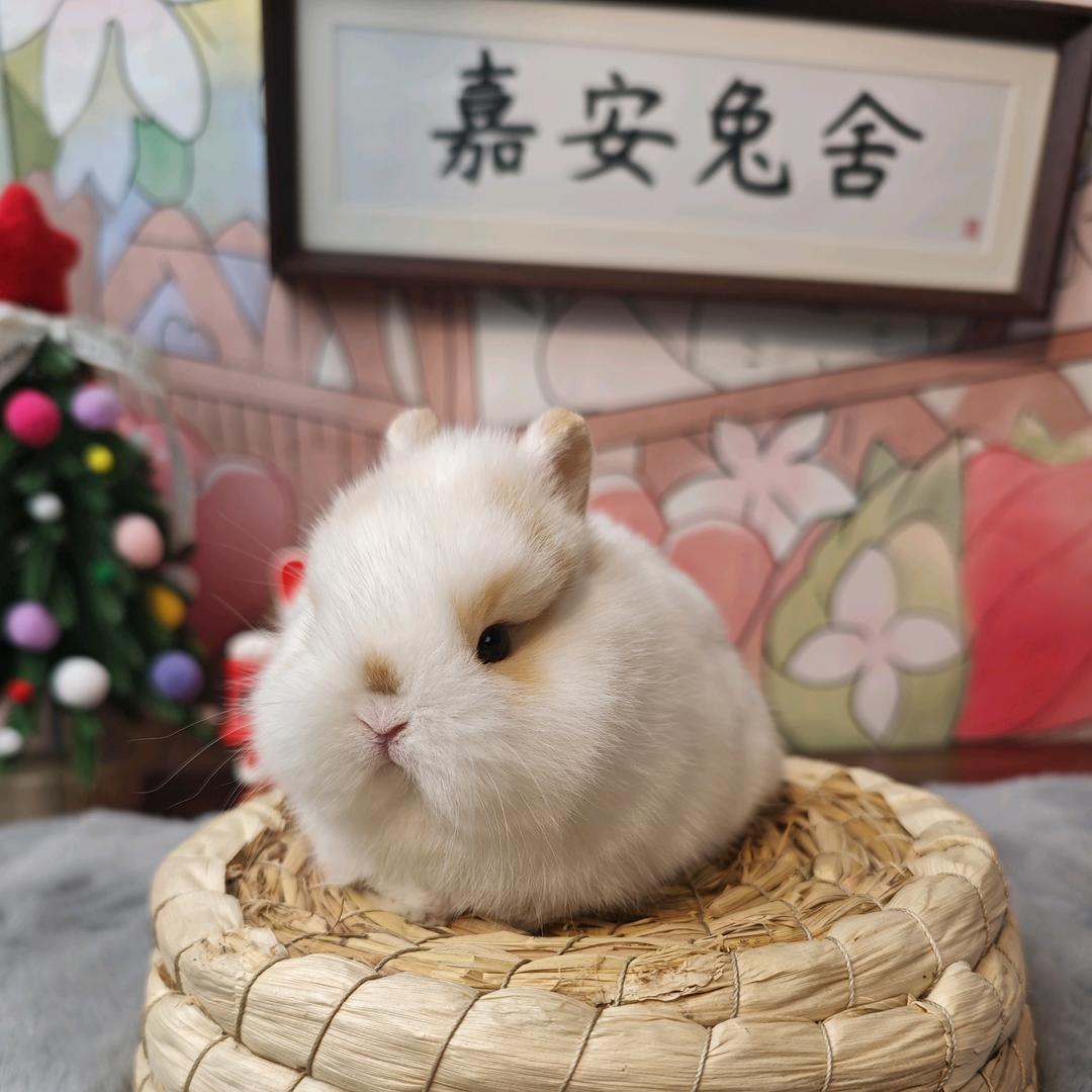嘉安兔舍