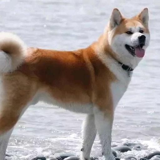 狗蛋养狗