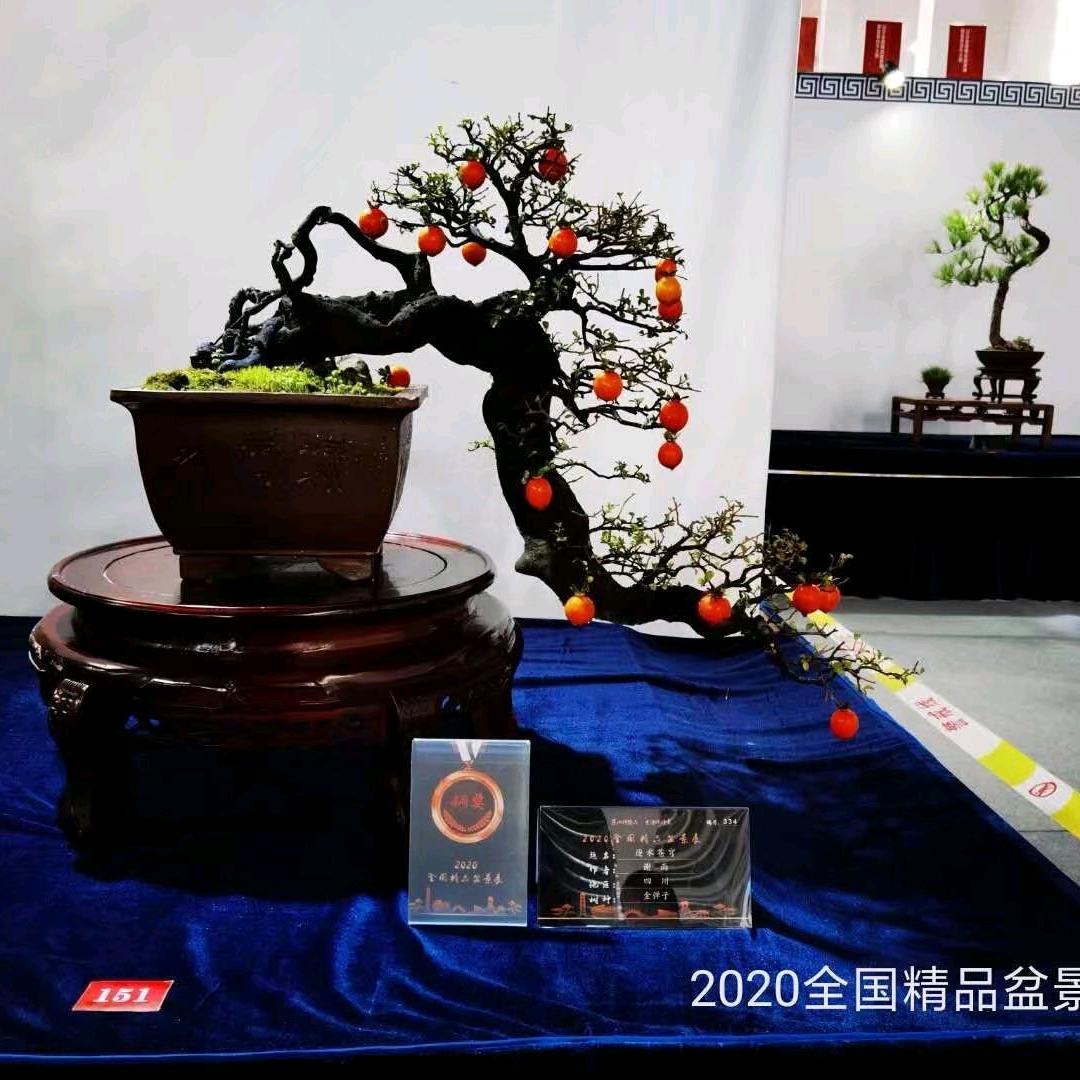 园中源园艺金弹子