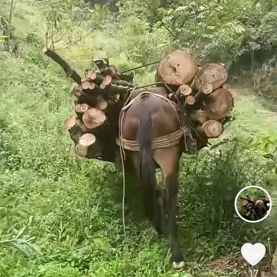 卓达红