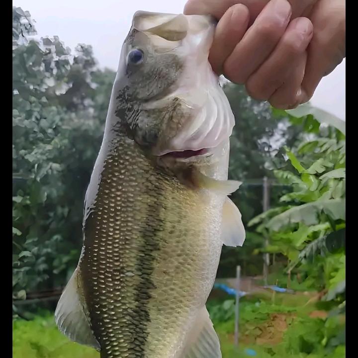 聊鲈鱼哟