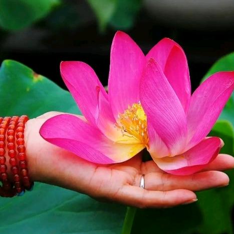 心如莲花《72🐀》