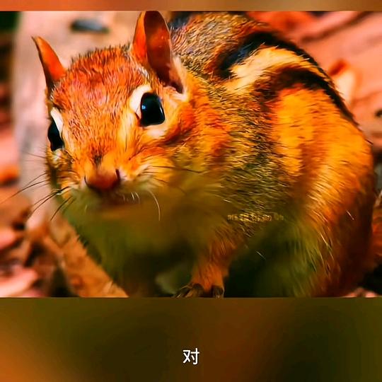 鹿晨芸头像
