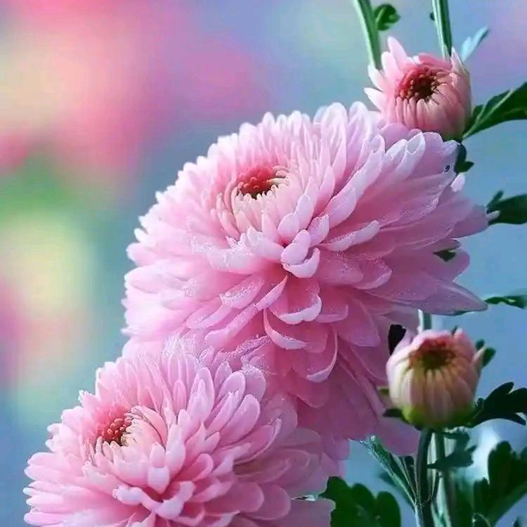 菊