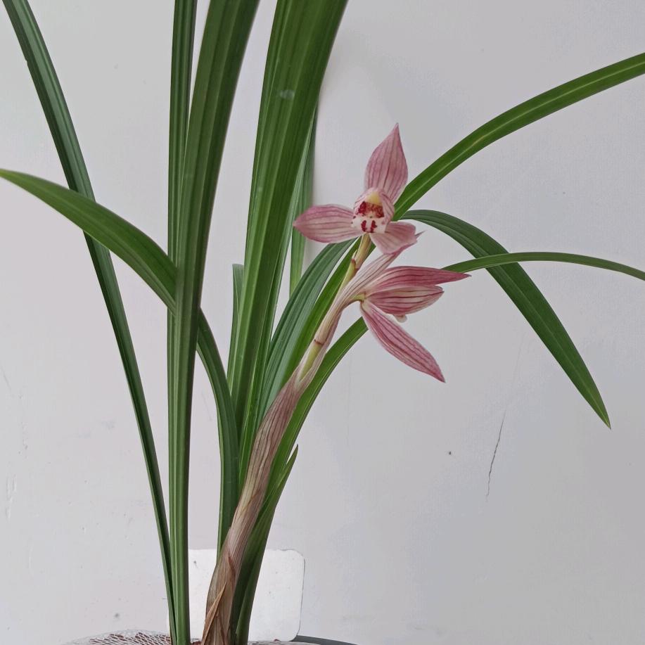 烈酒侍禅兰