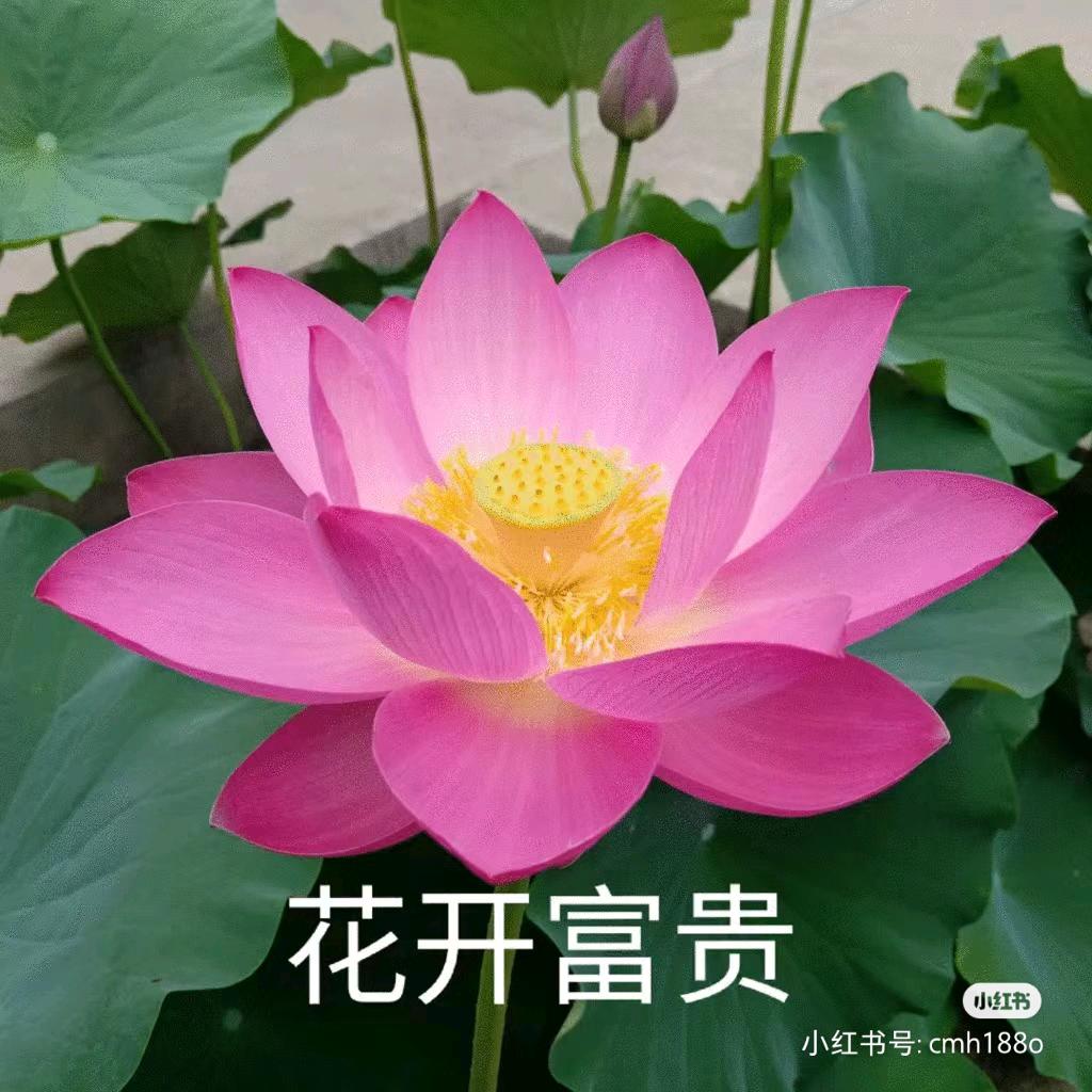 🌸花开富贵🌹💃🏻
